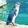 Profilbild von The Penguin