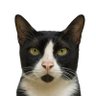 Zorro 的头像