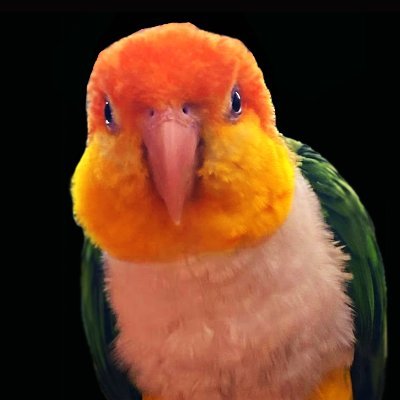 fatparrotdaily's profile picture