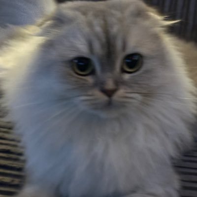 spacedplum's profile picture