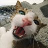 ShipAhoy profil fotoğrafı