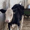 Belinda profil fotoğrafı