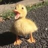 Sparro profil fotoğrafı