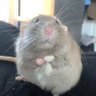 Profilbild von RataRatònez