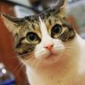 Фото профиля NONO猫猫 🇨🇦