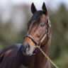 𝘕𝘦𝘭𝘴𝘰𝘯 𝘈𝘭𝘭𝘦𝘯. 🇻🇪🐎's profile picture