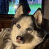 Фото профиля 🙏🩵🤎 🐊Robin 🐕🦋❤️🐾
