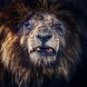 Profilbild von Darius