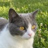 ApollolianMa's profile picture