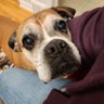 Profilbild von HornetDogMom