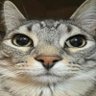 夜's profile picture