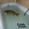 Lefishe90's profile picture
