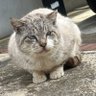 しろ 的头像