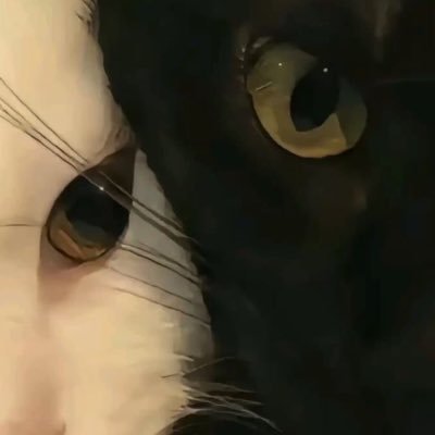kitnsfwaccza's profile picture