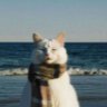 S's profile picture