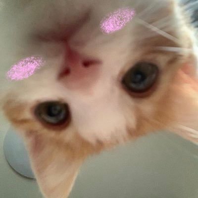 아냥's profile picture