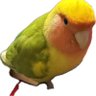なんぼなん profil fotoğrafı