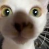 末端冷え性 profil fotoğrafı