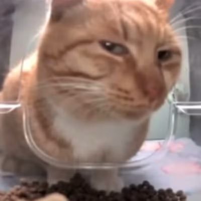 vorrachis's profile picture