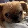 キクチ's profile picture