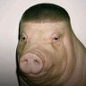 Wagyu Ass Wigga's profile picture