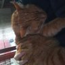 estetik kaygılı profiterol🇹🇷's profile picture