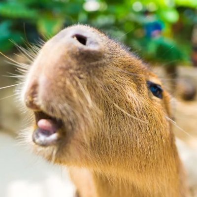 Capybara's profile picture