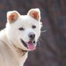 백구's profile picture