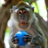 Profilbild von Macaco da Bola Azul de Oliveira Quadros