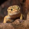Фото профиля やゆよ