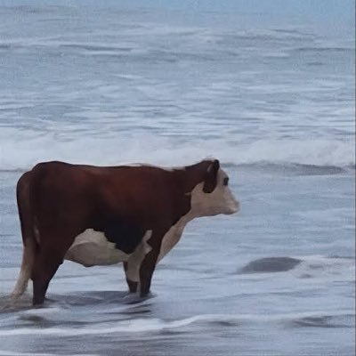 clu🧸's profile picture