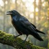 Raven 🇮🇳 的头像