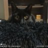 @gata🐈⬛🐈⬛🐈⬛⭐'s profile picture