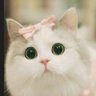 Profilbild von Rai