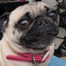 Фото профиля Pug Planet