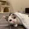 ぴー 的头像