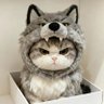 Profilbild von 战恐橘猫OrangeCat🇨🇳