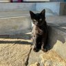 恥って意味わかりますか？【犬猫野菜にはならない】 的头像