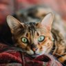 La Chatte Qui Gratte "Lucilia caesar" 的头像