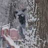 Sheepsquatch's profile picture