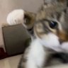 Profilbild von 笑う犬