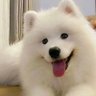 不“型”大叔's profile picture