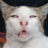 無限猫's profile picture