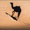 لابو لابو's profile picture