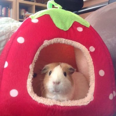 딸기's profile picture
