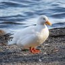 Фото профиля roc_mon63 🐣🥚