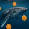 Profilbild von Whale Trader Pro