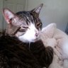 Myaaa profil fotoğrafı