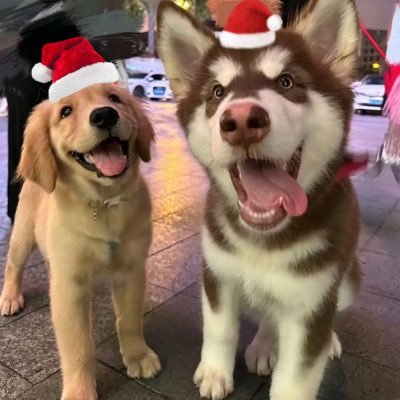 wdqhc888's profile picture