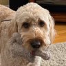 Фото профиля Peet Goodboy